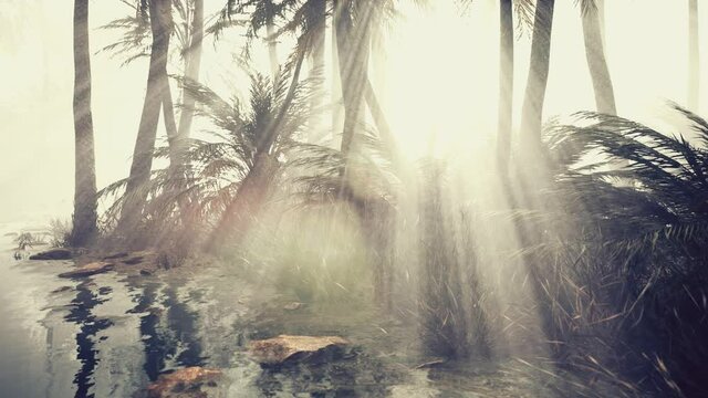 coconut palms in deep morning fog