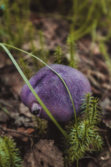 mushroom in the forest