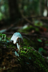 mushroom in the forest