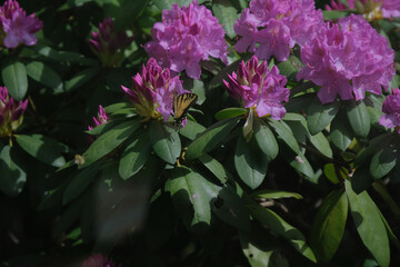 Butterfly Pollinating Rhododendrons