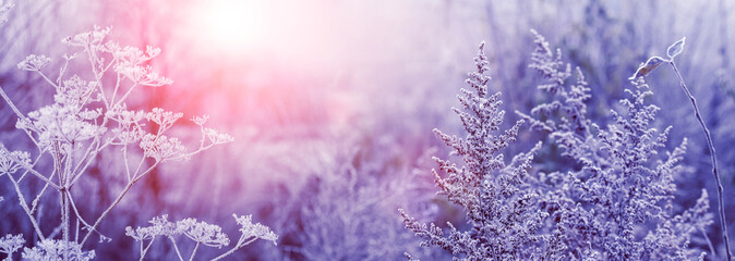 Winter morning in the forest during sunrise. Frost-covered dry plants in the forest in the fog at sunrise