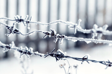 Frost-covered barbed wire, which acts as a fence