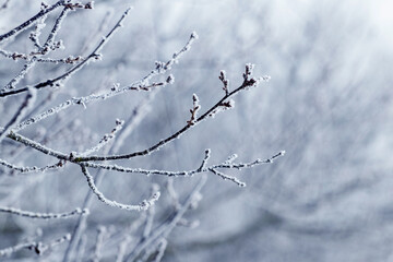 Fototapeta na wymiar Frost-covered tree branch in the winter garden on a blurred background