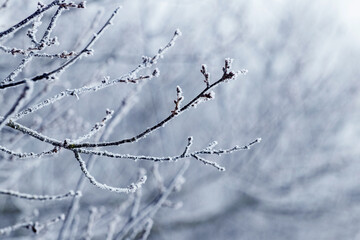 Frost-covered tree branch in the winter garden on a blurred background