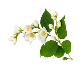 Twig of Jasmine (Philadelphus) flowers
