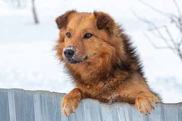 A brown fluffy dog stands on its hind legs and looks out from behind a fence in winter