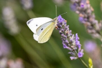 Ein kleiner Kohlweißling freigestellt in der Seitenansicht auf blühendem Lavendel