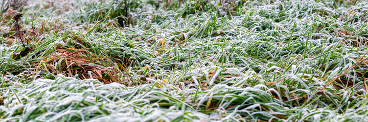 Frost-covered green grass in early winter, winter background, panorama