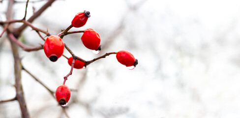Fototapeta na wymiar Rosehip branch with red berries in winter on a white background