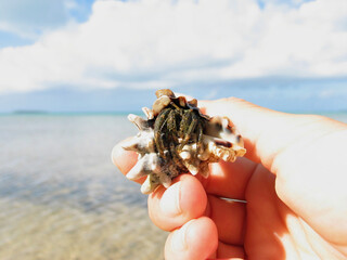 Hermit crab in a shell, beach fauna of tropical islands.