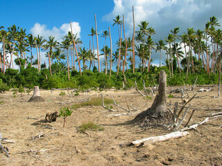 Island nature destroyed by a typhoon, bare sand and broken coconut palms.