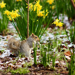 funny cute squirrel in the nature