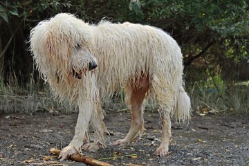 Naklejka premium Nasser Goldendoodle spielt mit Stock