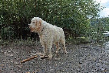 Naklejka premium Nasser Goldendoodle spielt mit Stock