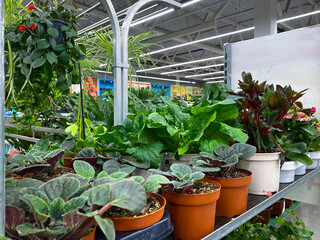 Shelf with pots and flowers. A large supermarket or store. Ceramic and plastic pots, orange and white