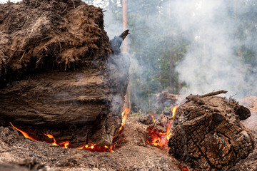 Fire and smoke on the coals of a burnt tree. Forest fire