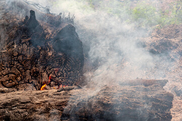 Fire and smoke on the coals of a burnt tree. Forest fire