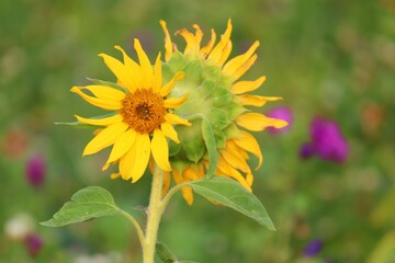 doppelte Blüte einer Sonnenblume 