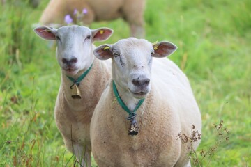zwei Schafe mit Glöckchen auf der Weide