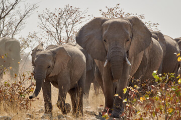 Herd of African elephants close-up in Namibia, Africa. (Loxodonta africana) - obrazy, fototapety, plakaty