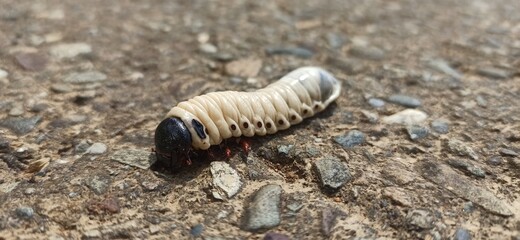 snail on the ground