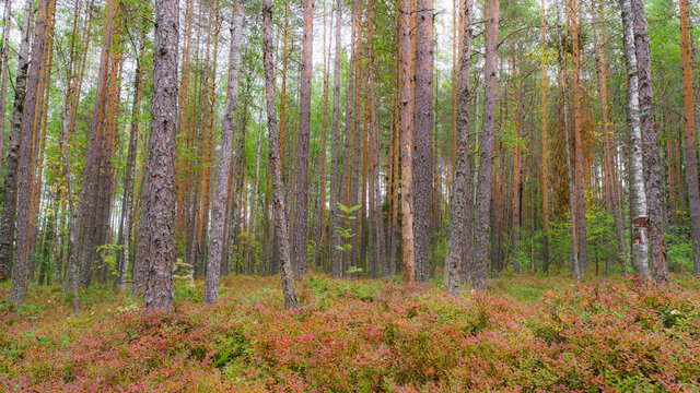 Russian forest with trees, grass and pink flowers