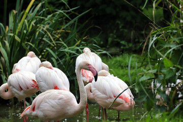 Portrait de flamant rose 