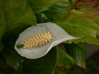 close up of a flower