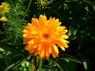 yellow flower in the garden