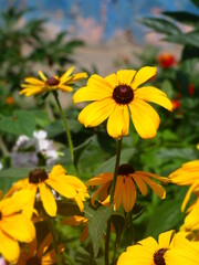 yellow flowers in the garden