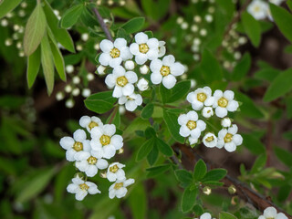 white flowers