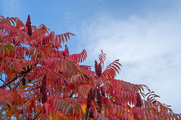 Crown of the tree is staghorn sumac with branches covered with maroon, burgundy and red elongated pinnately compound autumn leaves with thick cone-shaped panicles sticking up against cloudy blue sky.
