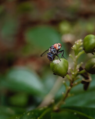 fly on leaf