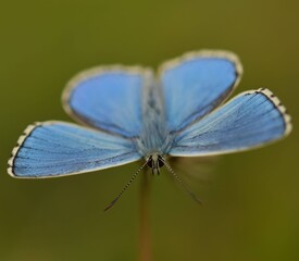 Adonis Blue Butterfly - obrazy, fototapety, plakaty