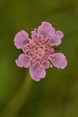 Small scabious Scabiosa columbaria