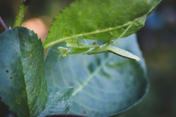 Green mantis looking at camera. Cute mantis in garden. Insect life. Wildlife concept. Entomology concept. Grasshopper in grass. Mantis on the tree. Summer nature in details. Small predator. 