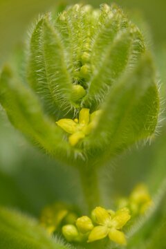 Crossword Cruciata levipes