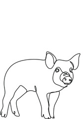 pig