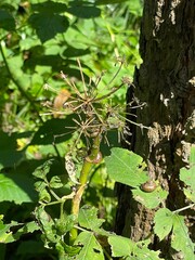 Leaves on the tree and snails