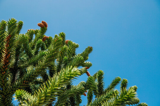 A branch of araucaria araucana against the blue sky. An exotic tree.