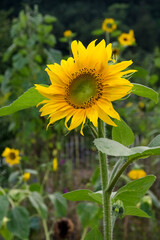 Sonnenblume