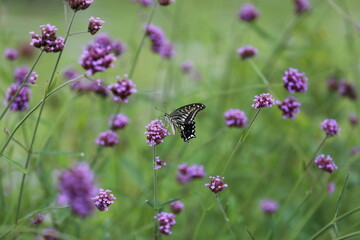 Butterfly sucking nectar from a purple flower.