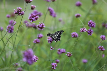 Butterfly sucking nectar from a purple flower.