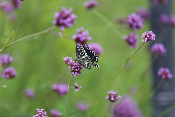 Butterfly sucking nectar from a purple flower.