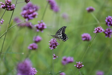 Butterfly sucking nectar from a purple flower.