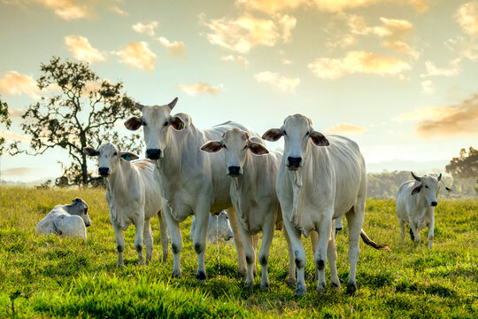 Herd Of Nelore Cattle On Pasture