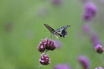 Butterfly sucking nectar from a purple flower.