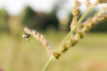 close up of a Grass and a fly