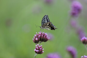 Butterfly sucking nectar from a purple flower.
