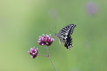 Butterfly sucking nectar from a purple flower.